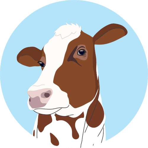 butter is made with fresh cow milk